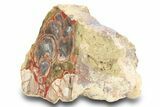 Polished Mushroom Jasper Section - Arizona #299350-1